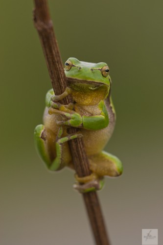 Laubfrosch