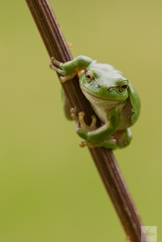 Laubfrosch