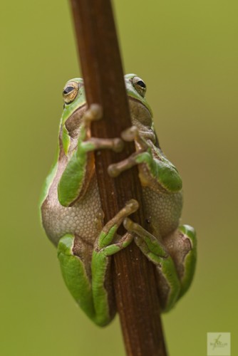 Laubfrosch