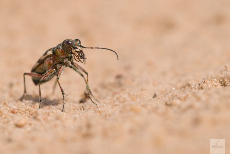 Sandlaufkäfer