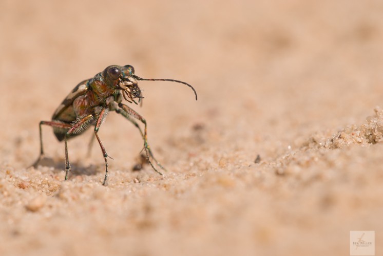 Sandlaufkäfer