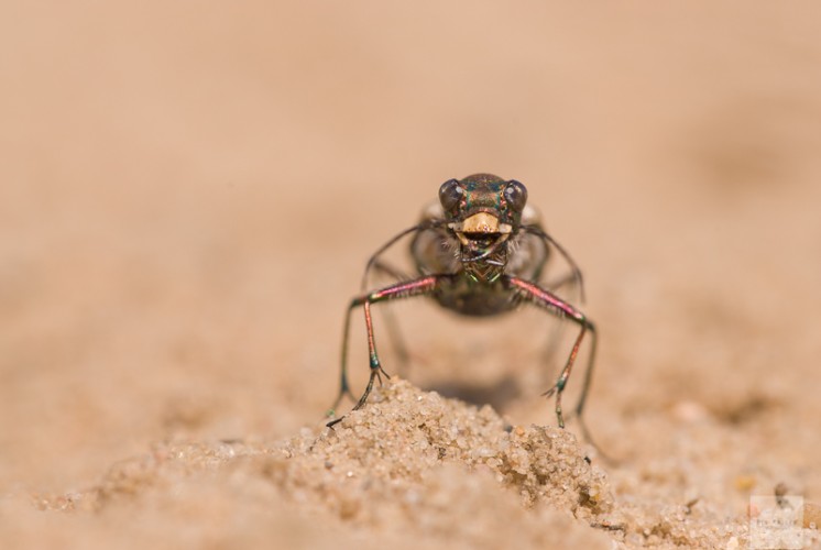 Sandlaufkäfer